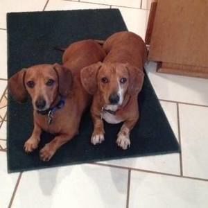 Meet your Posher, Alison